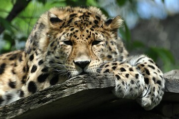 Leopard im Leipziger Zoo © Jutta Adam