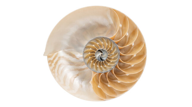 Nautilus shell cross section with golden ratio spiral. Polished pearl seashell on white background. Fibonacci sequence in nature.
