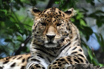 Naklejka premium Leopard im Leipziger Zoo
