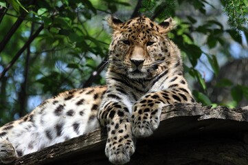 Leopard im Leipziger Zoo © Jutta Adam