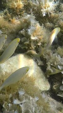 Goldfish in crystalline water feeding among marine algae at the bottom of a rocky reef off the coast of the Greek island of Thasos. Vertical view.