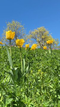 Yellow tulips in grass against blue sky, vertical video.
