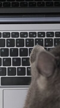 Adorable gray cat paws typing on a computer keyboard, a funny and cute concept of a kitten playfully walking over the laptop and interrupting a remote worker during smart working at home