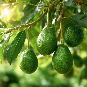 Fresh green avocados hanging from branches surrounded by lush green leaves in a sunlit orchard, showcasing healthy fruit growth in a natural environment