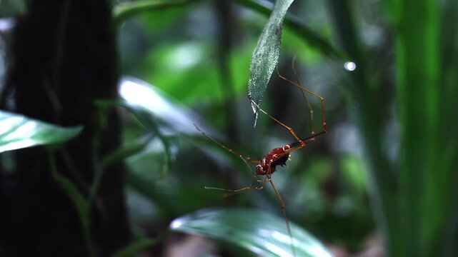 Close-up of a delicate spider with long legs hanging from a wet leaf
