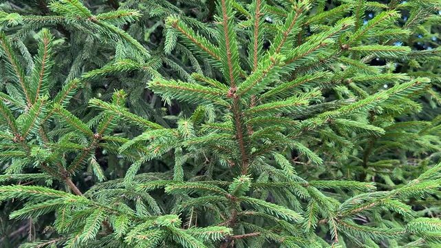 Evergreen pine branches create lush natural background with vibrant green needles in sunlight