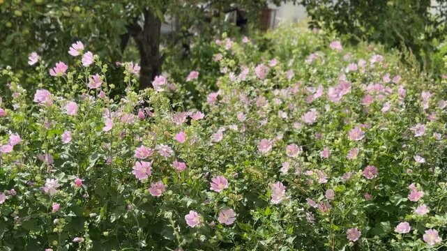 Pink hibiscus flowers in full bloom in a lush garden setting, ideal for backgrounds
