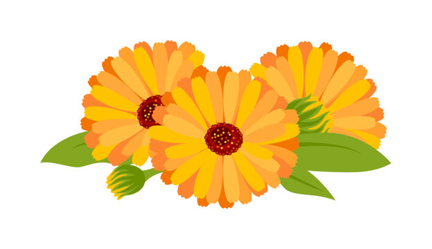 Calendula flowers with green leaves and buds, isolated vector illustration.
