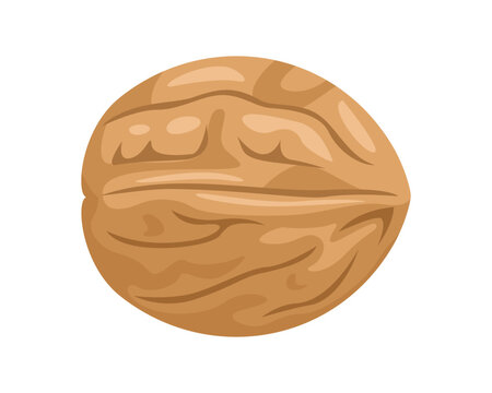 Whole walnut in shell, isolated vector illustration.