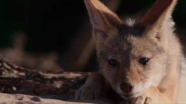 Close-up of a black-backed jackal resting in the sand during daytime