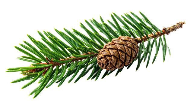 A fresh green pine branch with needles and a small natural pinecone attached, isolated on transparent background.