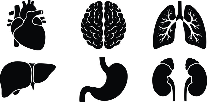 Set of black human internal organ silhouettes including heart brain lungs liver stomach and kidneys icons isolated on white background
