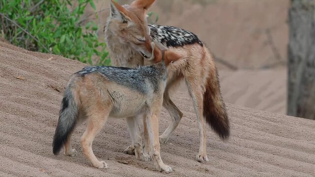 Two black-backed jackals interacting affectionately in a sandy desert environment