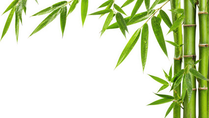 Obraz premium Green bamboo stalks and fresh wet leaves arranged on a clean background, generated using ai