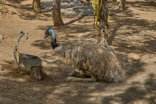 Emu resting on ground beside feeder in natural enclosure.