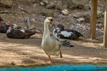 Chinese goose standing beside pond in rural farm enclosure. © Anna Baranova