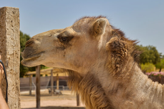 Close portrait of Bactrian camel under blue sky.