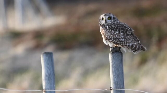 Gufo di palude (Asio flammeus)