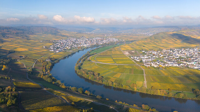 Trittenheim, Moselle Valley with loop of Mosel river, aerial view, riesling wine growing on vine, vineyard landscape in autumn, agriculture in Germany
