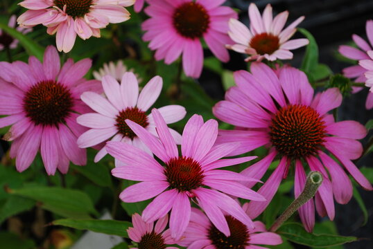 Ramo de flores parecidas a las margaritas blancas pero con color rosa o p&uacute;rpura