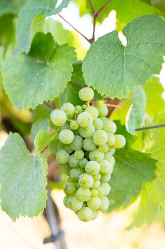 Green grapevine, ripe riesling wine grapes growing on vine, vineyard in Trier, Mosel Valley Germany, agriculture at Moselle river, windy stormy weather