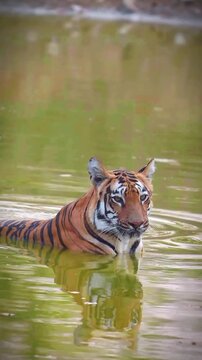 Bengal tiger soaking in green water lake and licking nose close up
