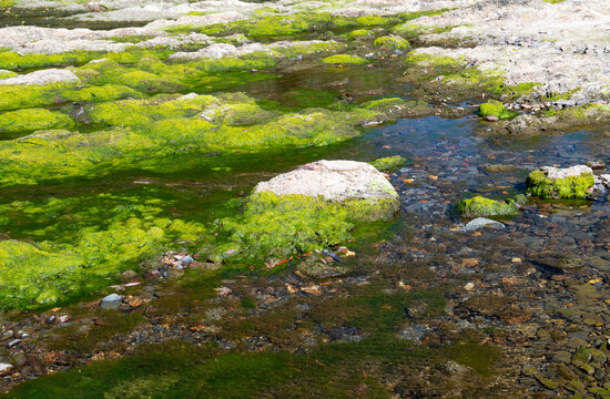 Dense mat of filamentous algae floating on water surface., algal blooms, eutrophication, excessively high nutrient content, phosphate foamy or gelatinous mats, gas bubbles, low oxygen level