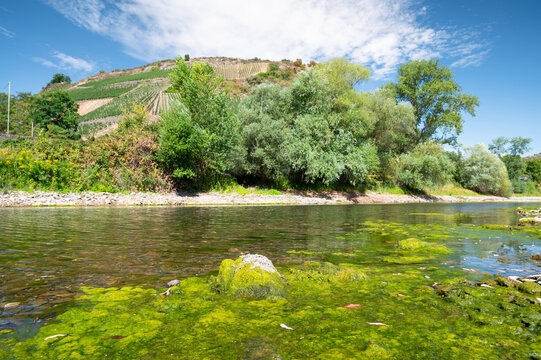 River rhine, low water level, vineyard in valley, Germany, dry riverbed, extreme drought in Europe, dense mat of filamentous algae floating on water surface, spirogyra