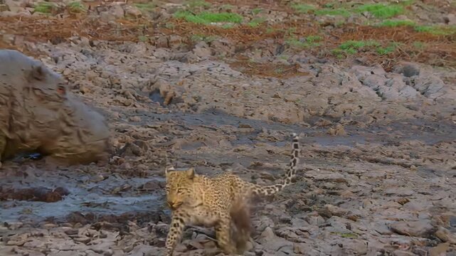 Leopards prowling through a muddy, rocky terrain in Africa
