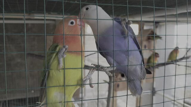 Pair of Fischer lovebirds kissing and interacting on wire cage mesh inside aviary during courtship behavior.