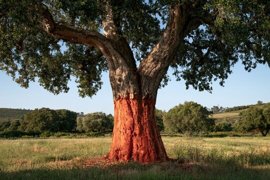 freshly harvested cork oak tree with exposed red trunk in a mediterranean landscape, showcasing sustainable cork production and traditional forestry in warm natural light