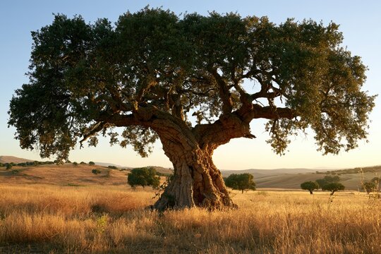 ancient cork oak tree in a golden mediterranean landscape at sunset, showcasing majestic natural form, sustainable cork forest and traditional rural environment
