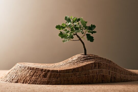 young cork oak tree growing from a sculpted cork landscape, symbolizing sustainability, renewable natural resources, regeneration and environmental conservation