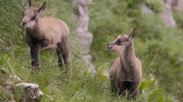 Young chamois goat grazing in lush green mountain meadow with wildflowers