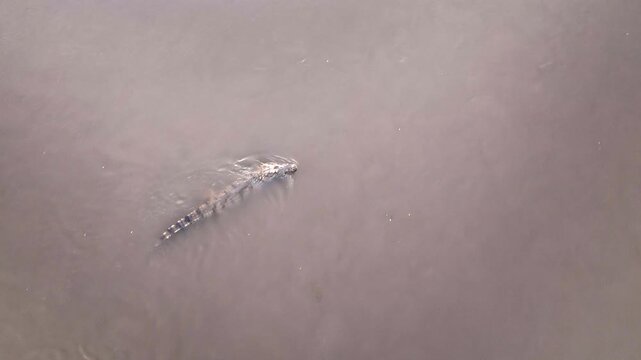 Croc top shot