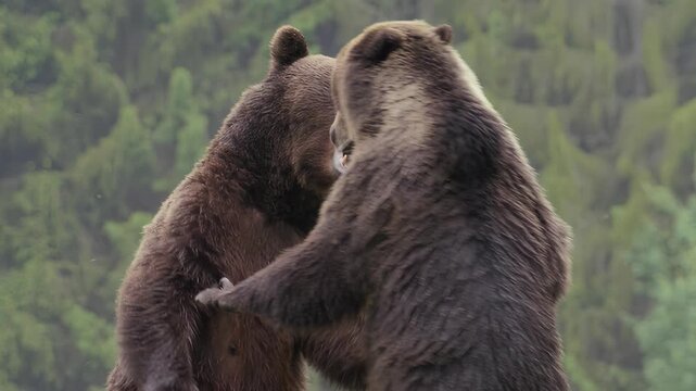 Two grizzly bears wrestling and playing in a forest environment