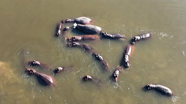 Hippo family