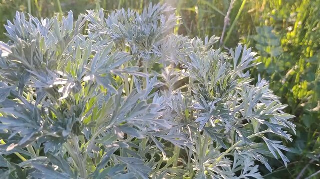Macro view of wormwood herb foliage under golden sunset rays
