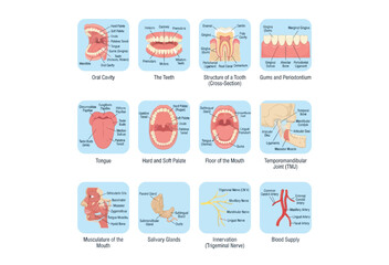 Anatomical illustration detailing human mouth structures and related systems © AMENA KHATUN