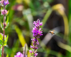Bee flying to purple loosestrife © Edwin