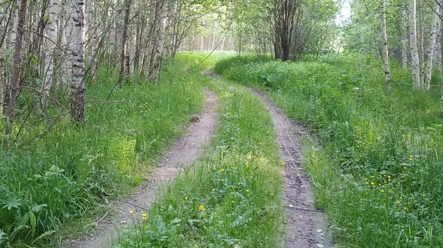 Camera movement following a wild hedgehog escaping along a woodland path