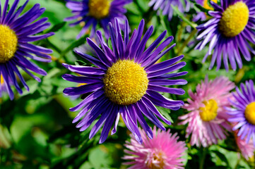 Obraz premium Macro photo of wildflowers. Beautiful red and yellow flowers. Blurred background.