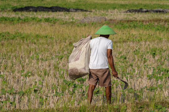 Asian farmer with conical hat carrying a heavy sack and sickle walking across a harvested field in horizontal view. Rural agriculture and manual labor concept.