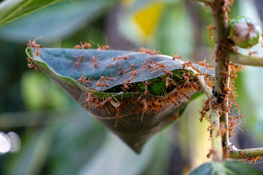 Macro shot of Asian weaver ants constructing a nest by pulling and stitching green leaves together. Teamwork and insect behavior concept.