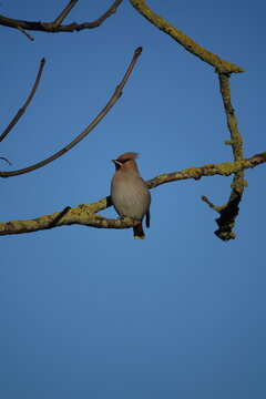 the beautiful bohemian waxwing (Bombycilla garrulus) an uncommon winter visitor to the UK