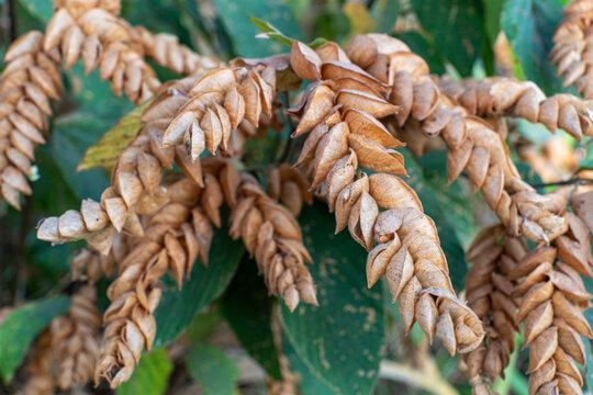 Dried brown bracts of wild hops Flemingia strobilifera plant in horizontal view. Natural organic texture and autumn botanical concept.