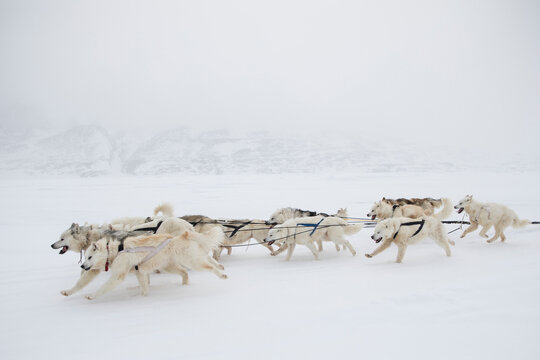 Side view of a Pack of Alaskan Huskies pulling a dogsled in a remote landscape during a blizzard, Canada