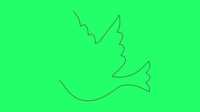 Continuous single line art drawing of flying dove bird animation over isolated green screen.