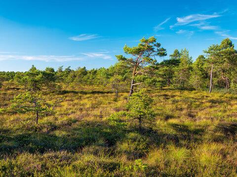 Sommerabend im Naturschutzgebiet Schwarzes Moor in der Rh&ouml;n, Bayern, Deutschland 