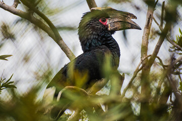 trumpeter hornbill (Bycanistes bucinator) © Alberto Giron 